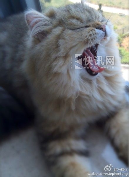 ���������俰�è�󡰷ŷ���