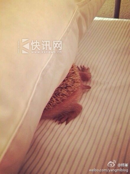 杨幂晒和卡耐基萌照网友求晒小糯米