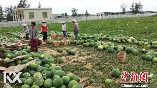 海南万宁瓜农吁查清问题瓜园:莫让所有人担污名